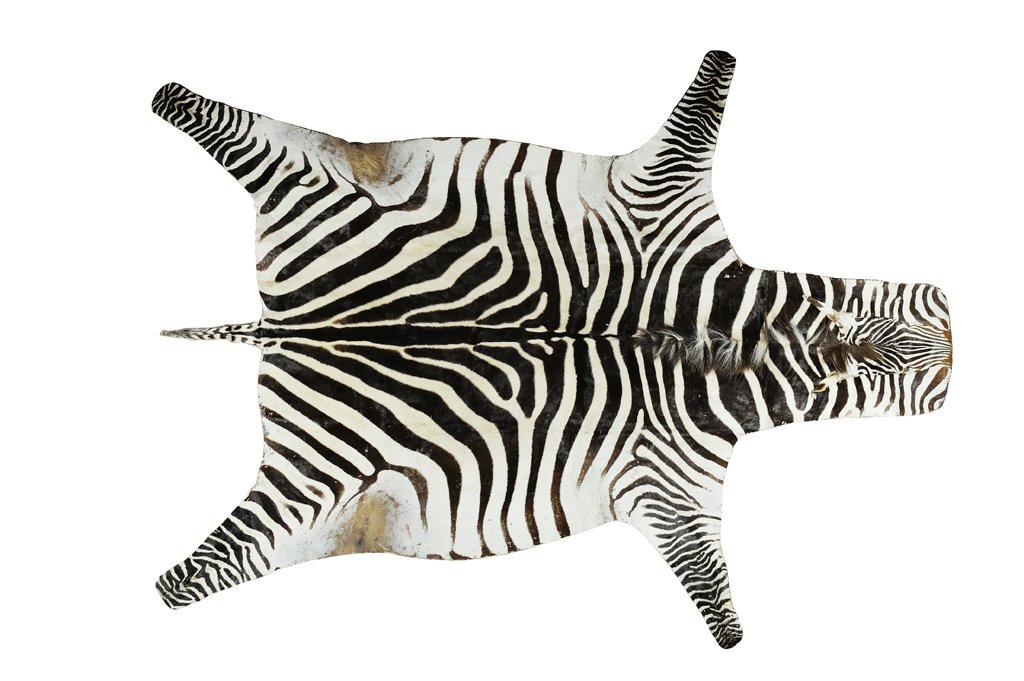 A MID-CENTURY MODERN VINTAGE ZEBRA HIDE: A MID-CENTURY MODERN VINTAGE ZEBRA HIDE Mid 20th Century, Africa Size: 8ft 10in x 7ft Very good condition, wear commensurate with age.