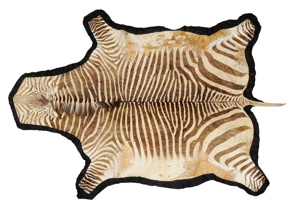 A TAXIDERMIED ZEBRA HIDE RUG: A TAXIDERMIED ZEBRA HIDE RUG The rug mounted on felt. 9ft 7in x 6ft 4in