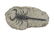 A SCORPION FOSSIL