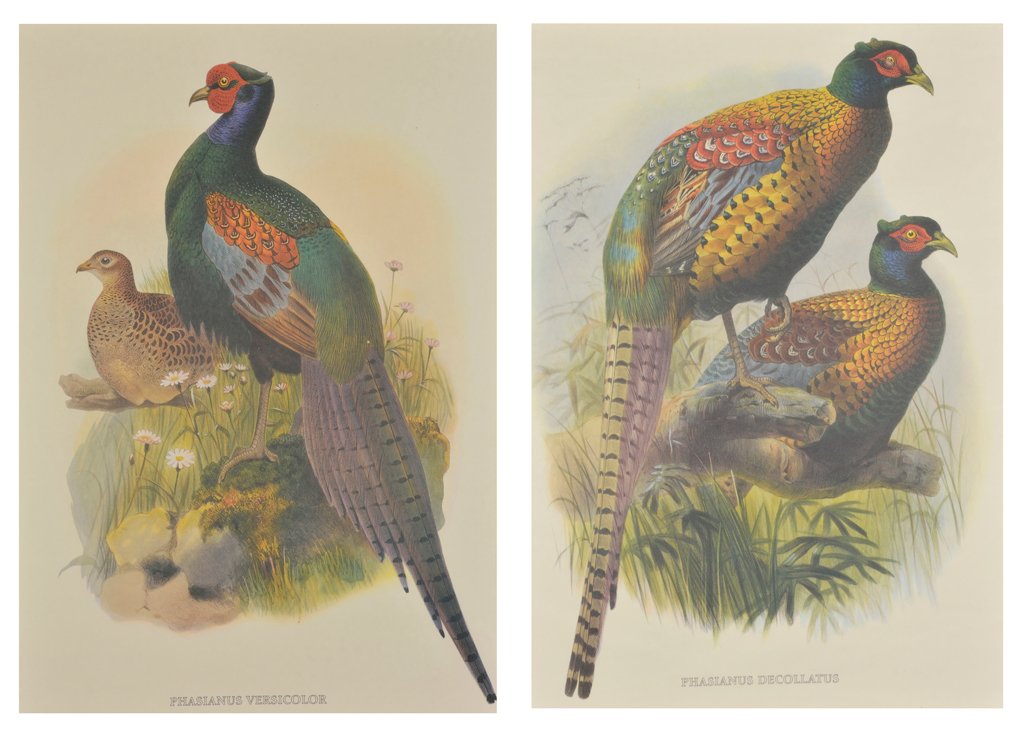 AFTER DANIEL GIRAUD ELLIOT, (American, 1835-1915),: AFTER DANIEL GIRAUD ELLIOT (American, 1835-1915) Phasianus Versicolor Phasianus Decollatus Digital offset print (two works) From A Monograph of the Phasianidae H 20 x W 14 inches.