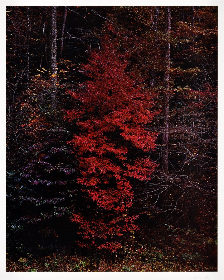 ELLIOT PORTER, (American, 1901-1990), Red Tree Near: ELLIOT PORTER (American, 1901-1990) Red Tree Near Cades Cove, 1988 Dye transfer print, ed. 19/50 Signed lower right From "Trees" portfolio H 24½ x W 19¾ inches.
