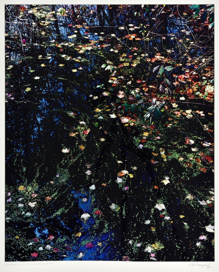 JOHN WAWRZONEK, (American, born 1941), Leaves and Light (1 of 6)