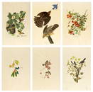 AFTER JOHN JAMES AUDUBON, (American, 1785-1851), Birds