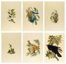 AFTER JOHN JAMES AUDUBON, (American, 1785-1851), Birds