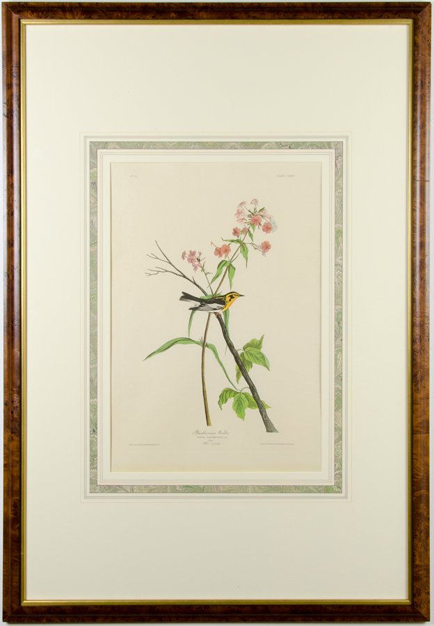 AFTER JOHN JAMES AUDUBON, Blackburnian Warbler, (1 of 2)