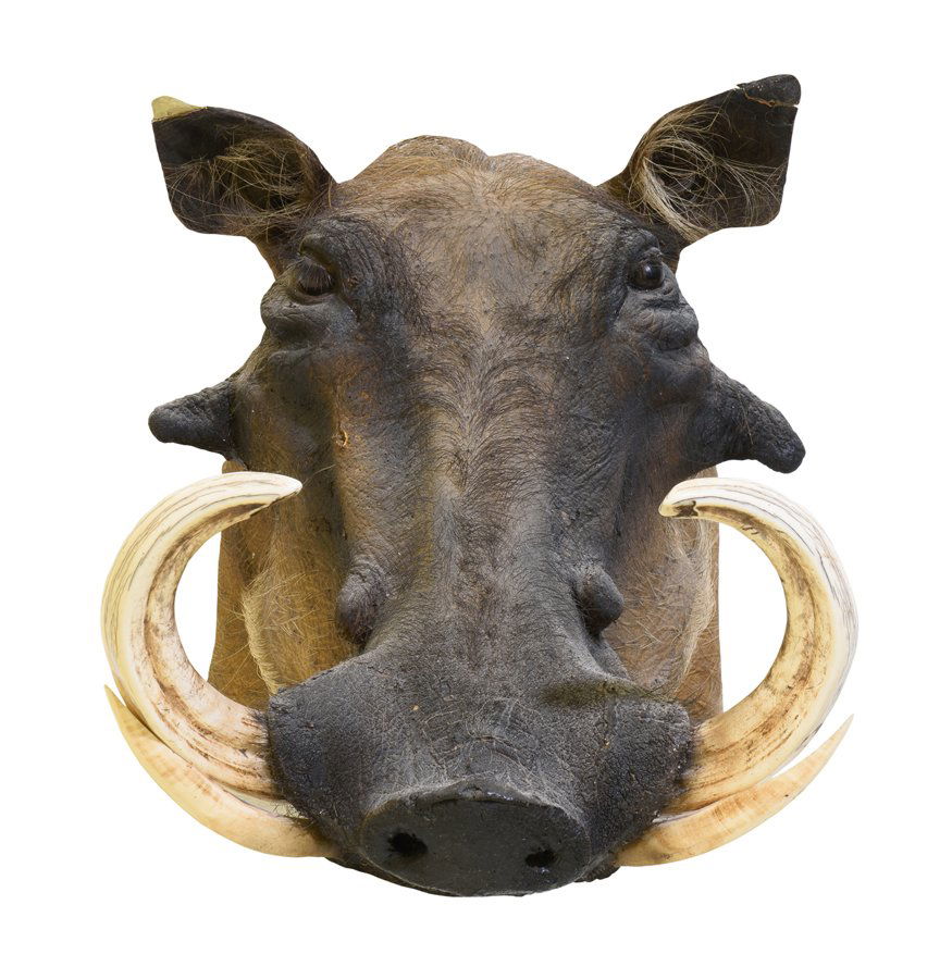 A TAXIDERMY WARTHOG (1 of 5)