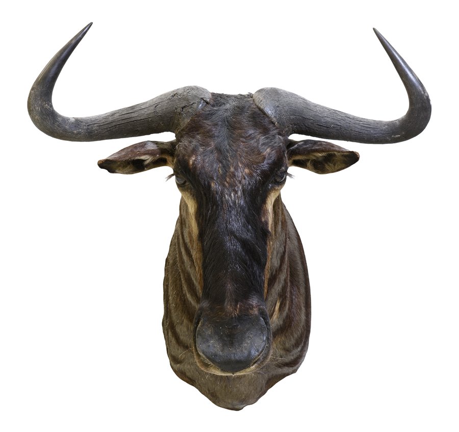 A WILDEBEEST TAXIDERMY SHOULDER MOUNT (1 of 3)