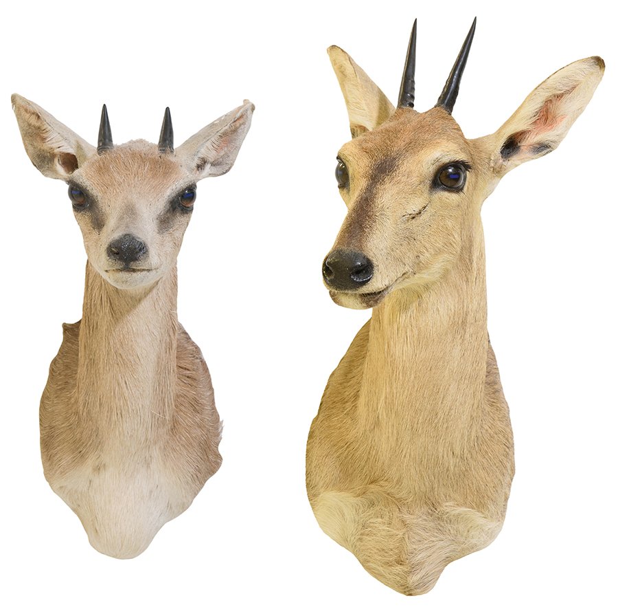 TWO TAXIDERMY DIK-DIK SHOULDER MOUNTS (1 of 7)