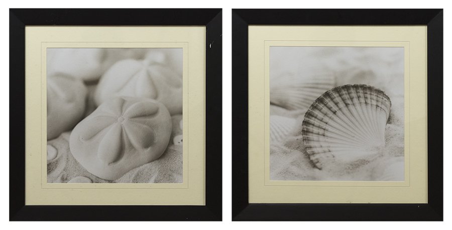 TWO OFF-SET LITHOGRAPHS OF SHELLS (1 of 3)