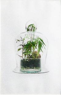 Wawi Navarroza (b.1979): a.) TERRARIUM no. II, 2013 Archival Pigment Ink On Hahnemüehle Photo Edition 2 of 5 30” x 20” (76 cm x 51 cm) Provenance: Museum of Contemporary Art and Design (MCAD) Manila P