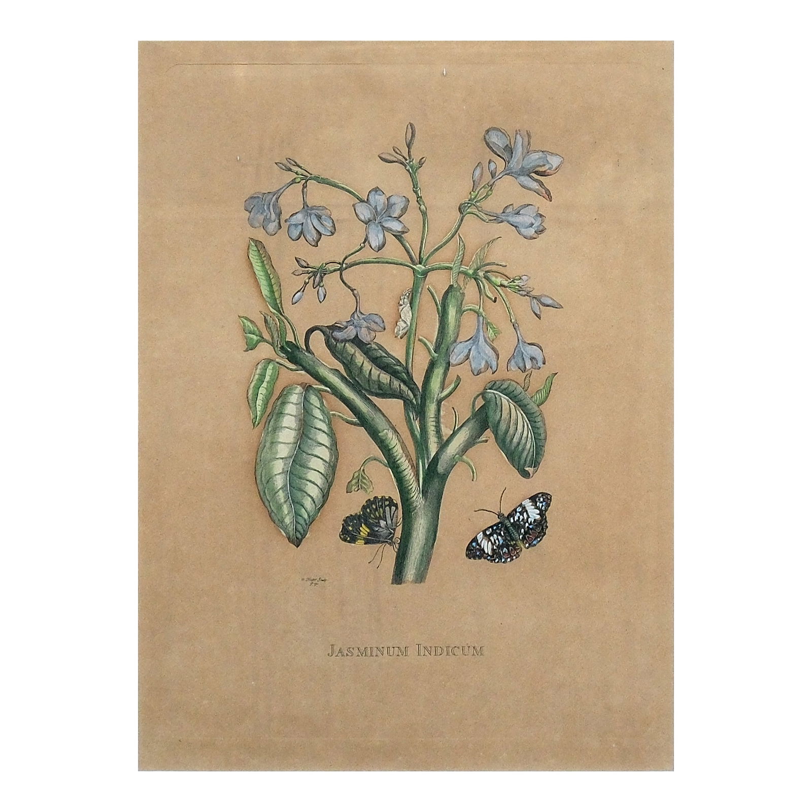 A 19th Century Print: handcolored and engraving 12” x 8 3/4” (30 cm x 22 cm)
