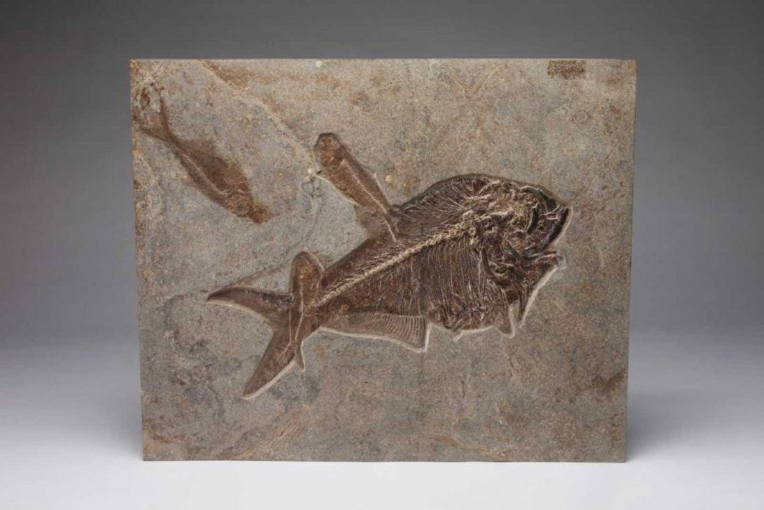 Large Fossil Fish Multi-Species Plate (1 of 1)