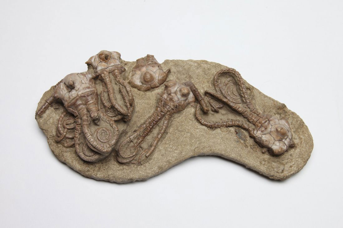 Fine Fossil Crinoid Plate (1 of 2)