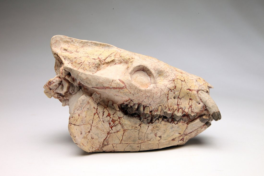 Fossil Oreodon Skull: White Riber Badlands, South Dakota, c. Oligocene (24-37 million years old); A very large Eporeodon skull with pathological tusks. An abnormality in the jaw prevented the upper and lower tusks from wea
