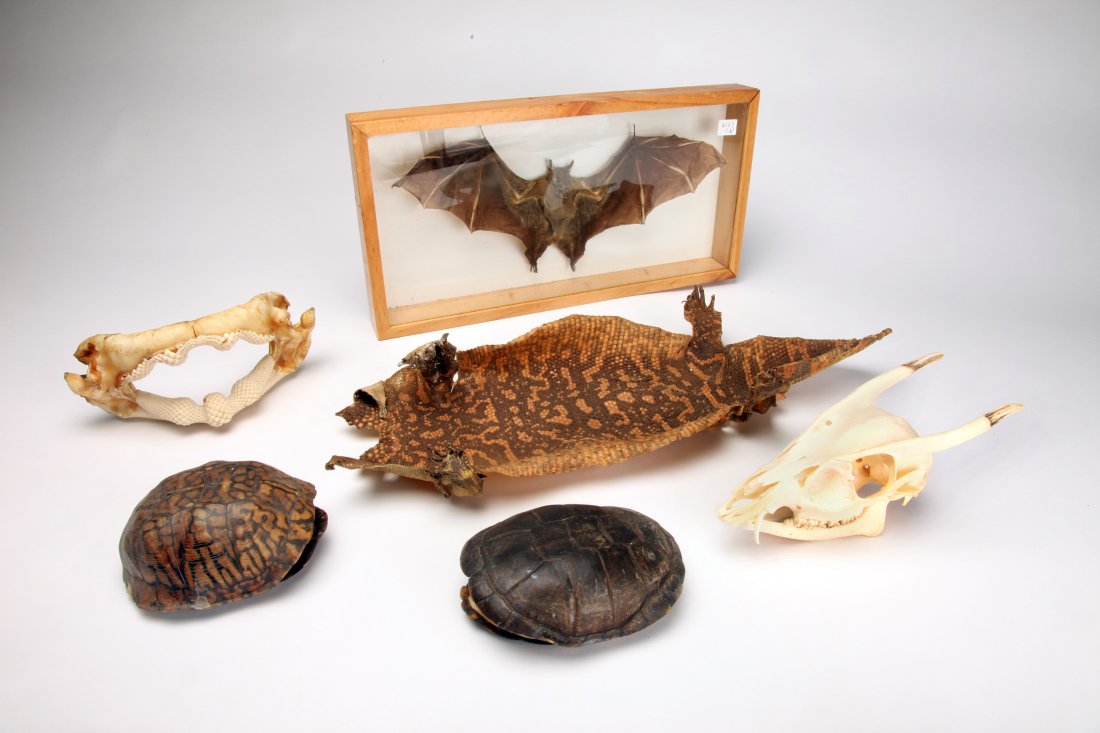 Group of Six Natural History Specimens (1 of 1)