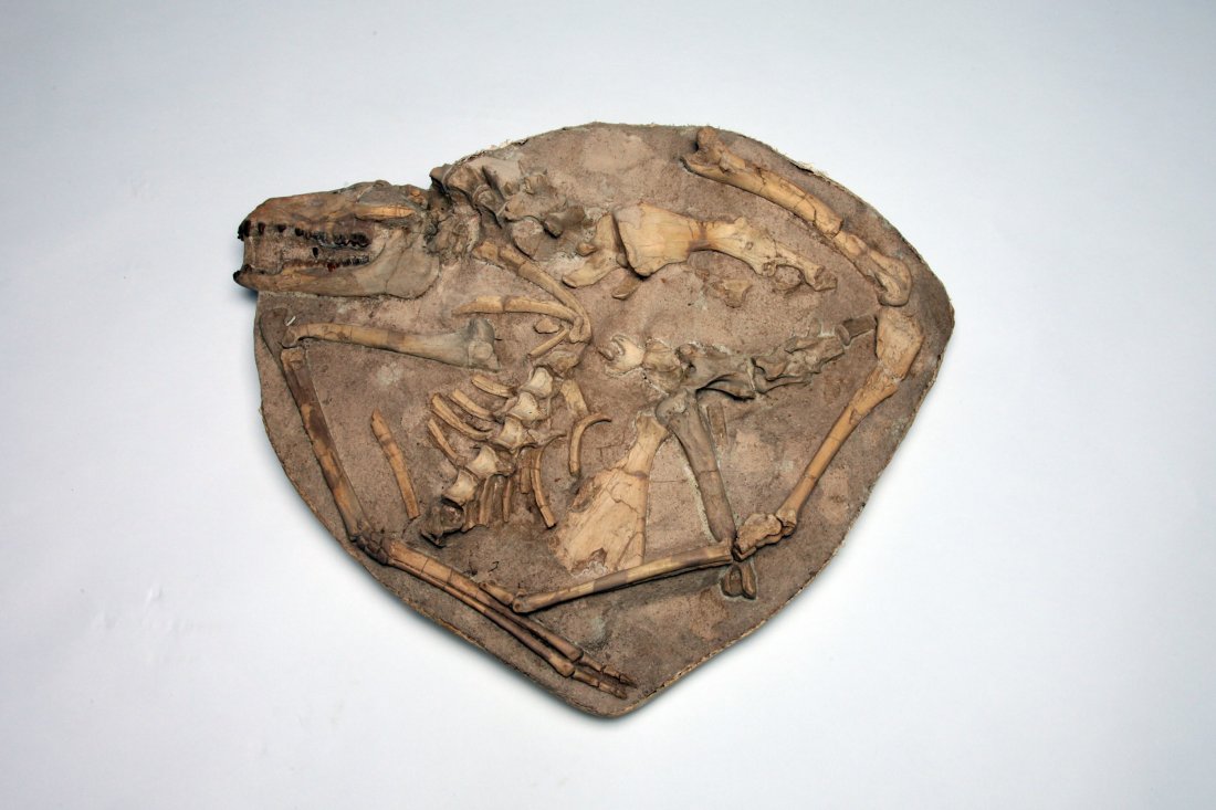 Large Fossil Plate of Ancient Camel (1 of 1)