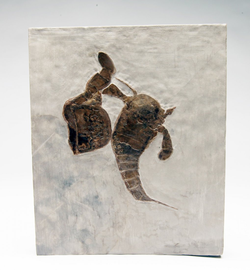 Fine Fossil Eurypterus (1 of 3)