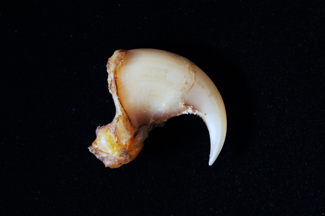 Large Taxidermy Lion Claw (1 of 2)