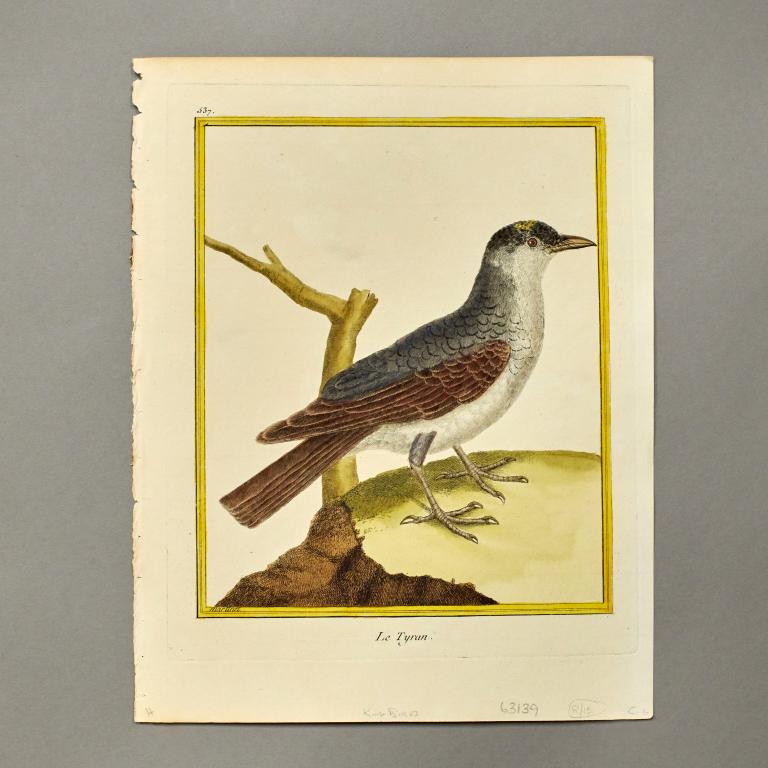 Group of 5 Martinet Ornithological Engravings (1 of 6)