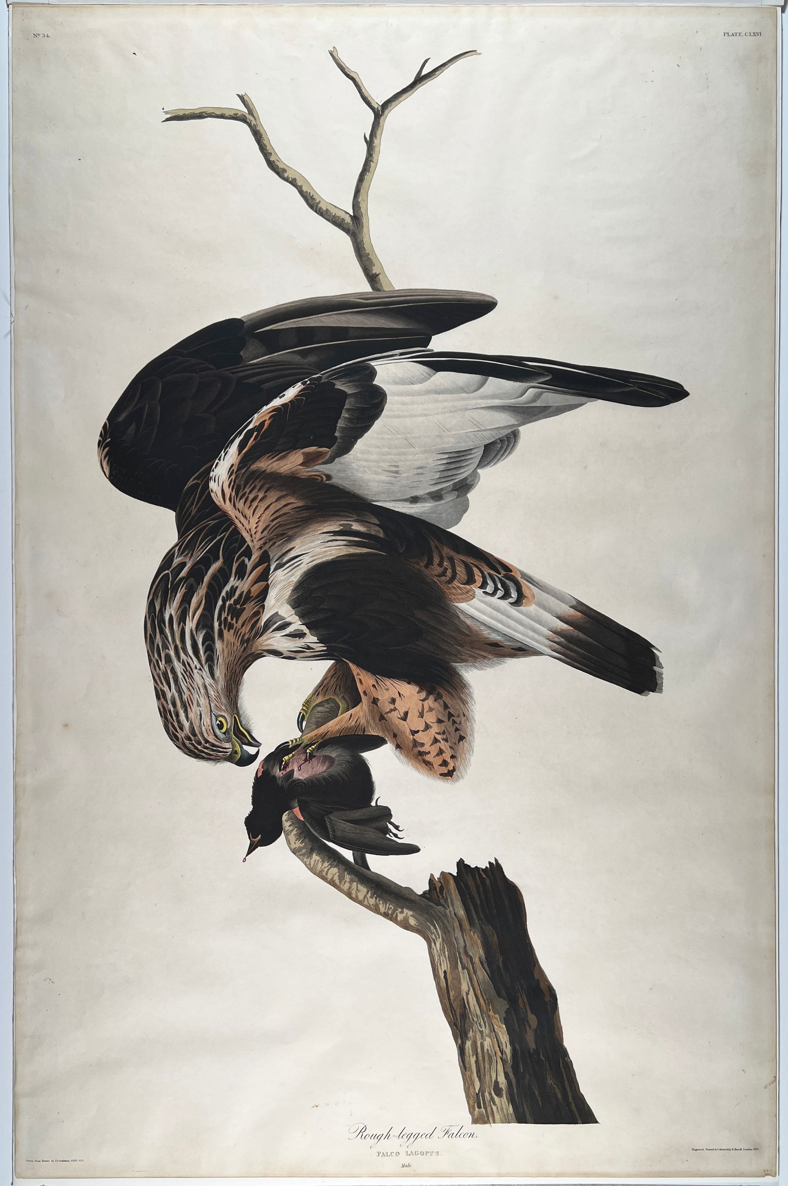 Rough-Legged Falcon, John James Audubon (1 of 5)
