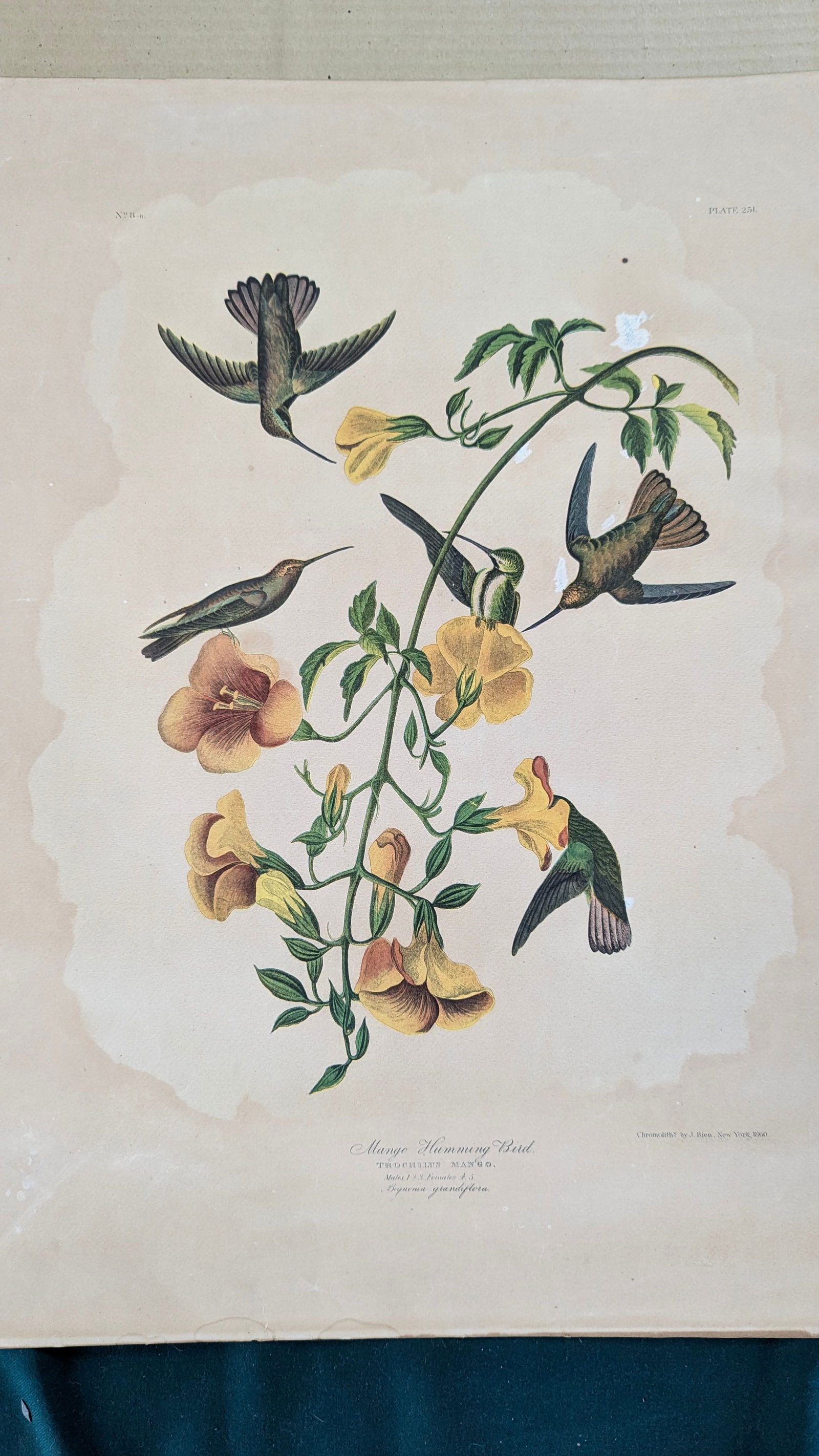 Audubon / Bien Mango Humming Bird (1 of 1)