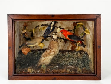 Victorian Taxidermy Bird Diorama
