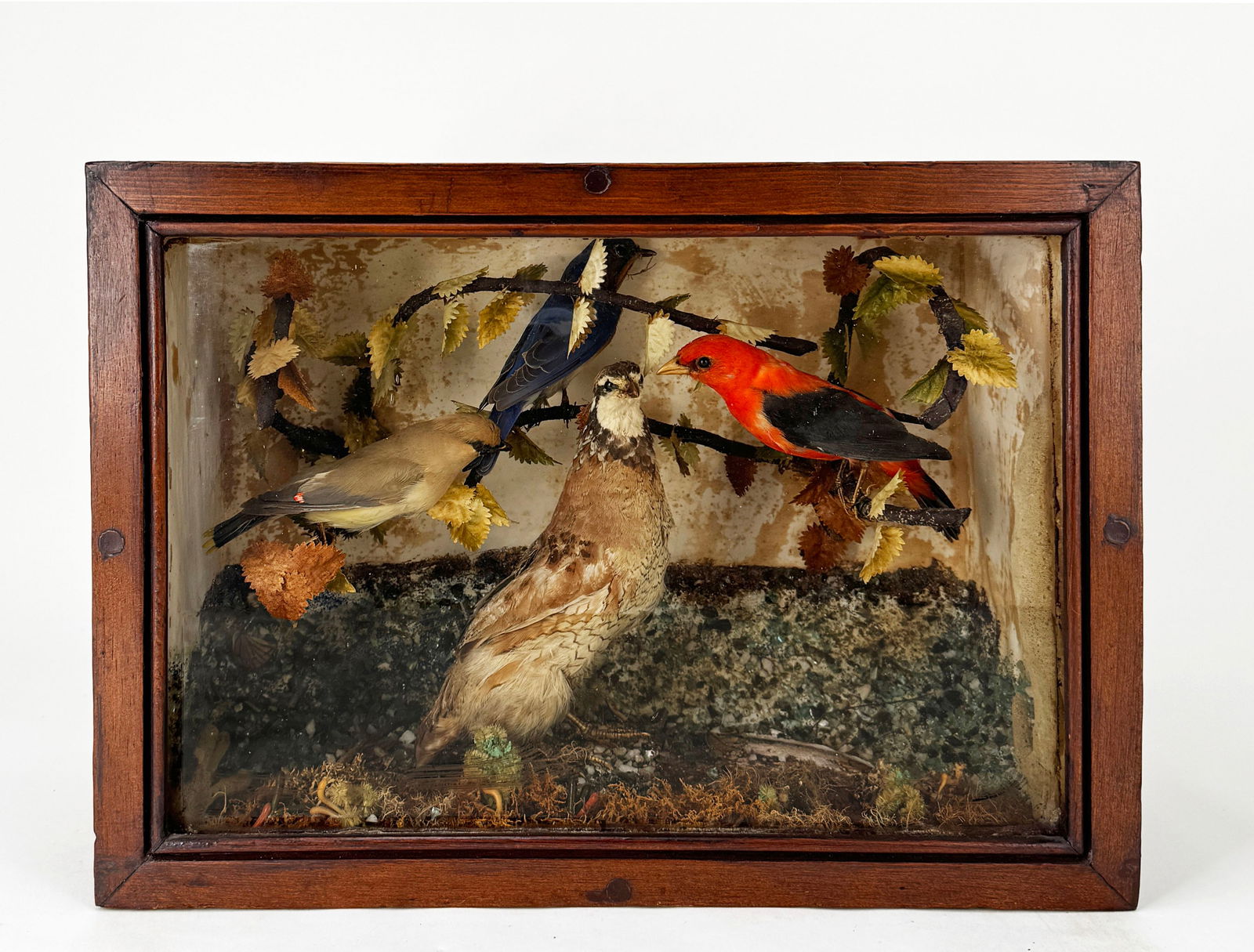 Victorian Taxidermy Bird Diorama (1 of 4)