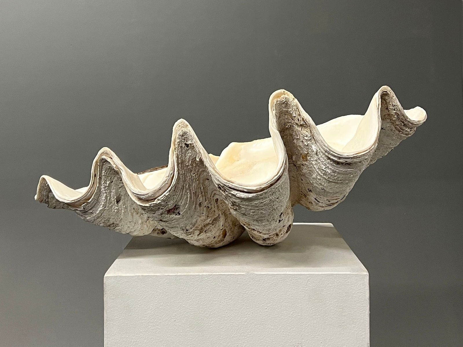 Tridacna Gigas Natural Giant Clam Shell (1 of 5)