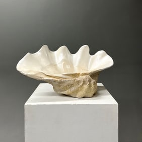 Tridacna Gigas Natural Giant Clam Shell