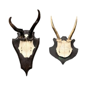 Pair of Mounted Antelope and Deer Skull Trophies