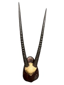 Mounted Ibex Horns on Wooden Plaque
