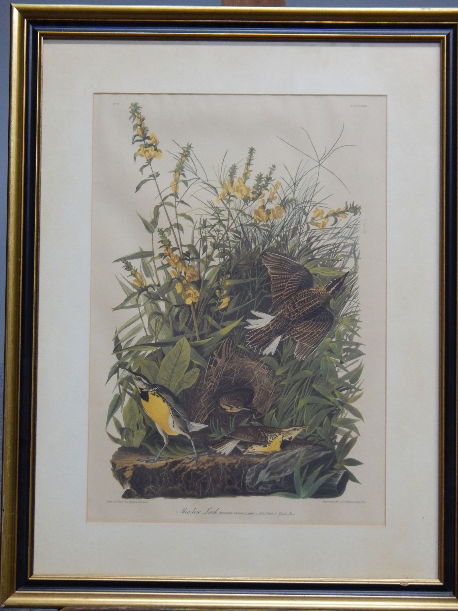 'Meadow Lark' Audubon Print (1 of 6)