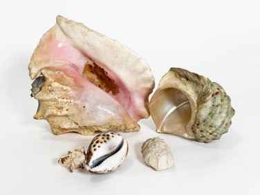 Group of Seashells & Coral