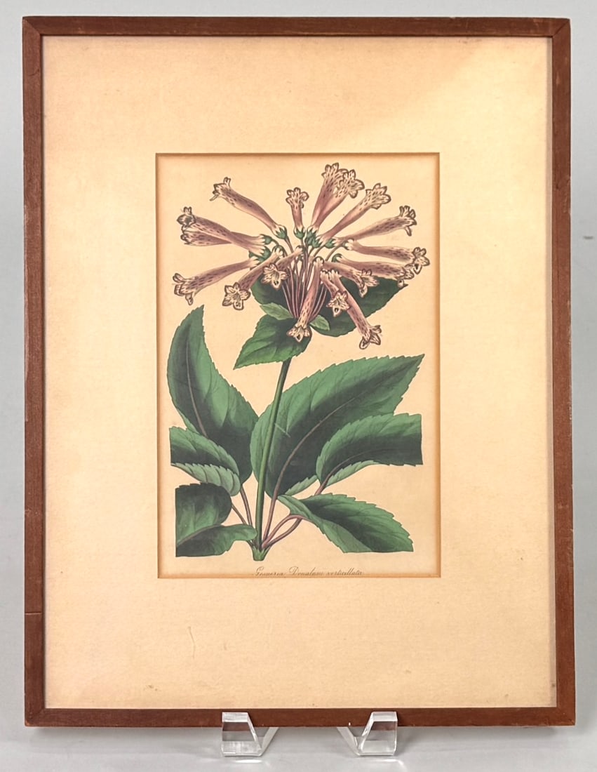 Gesneria Verticillata Botanical Print: Framed botanical print of Gesneria Verticillata. Frame: 14.5 x 11.25 inches; Print: 8.5 x 5.75 inches.