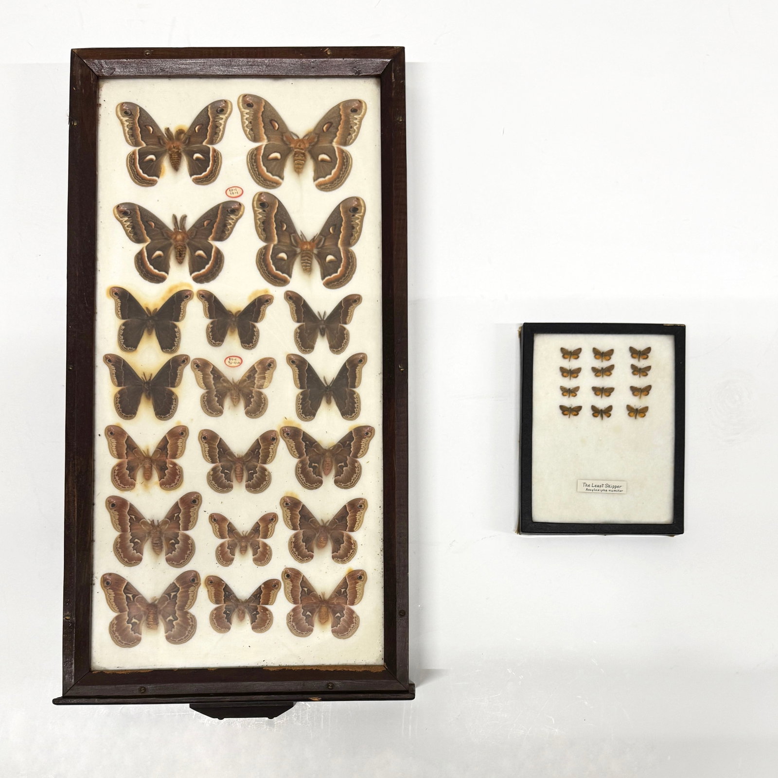 Two Displays of Mounted Moths: A display drawer featuring mounted moths and a Riker specimen mount from Angell & Cash featuring 12 Least Skipper butterflies (Ancyloxypha numitor). Frame: dimensions 8 5/8" x