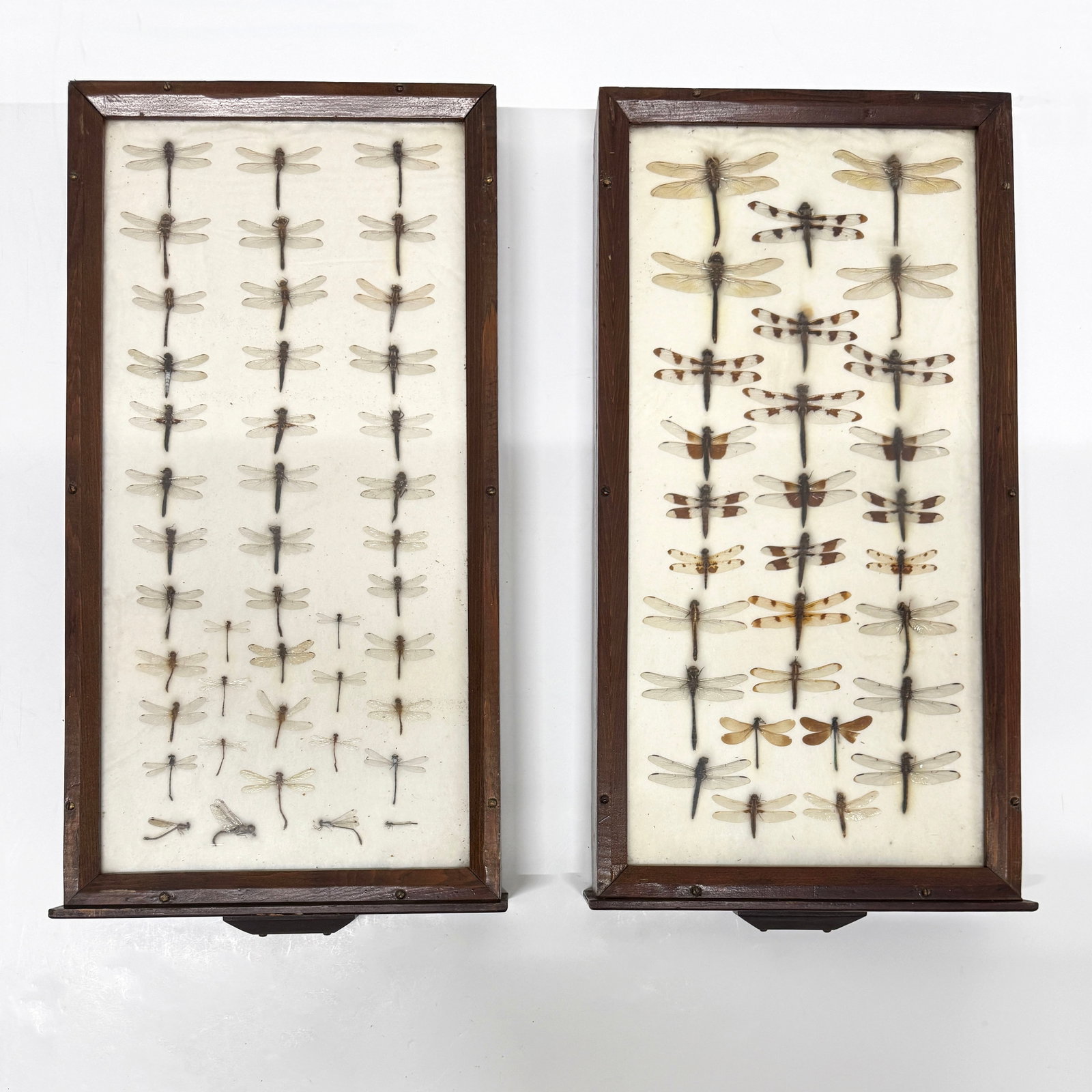 Two Display Drawers of Mounted Dragonflies: Two antique display drawers containing dragonflies mounted on a white cotton-like background. Dimensions (both): 26.25'' x 13.5'' x 3.75''. Total weight 19 lbs