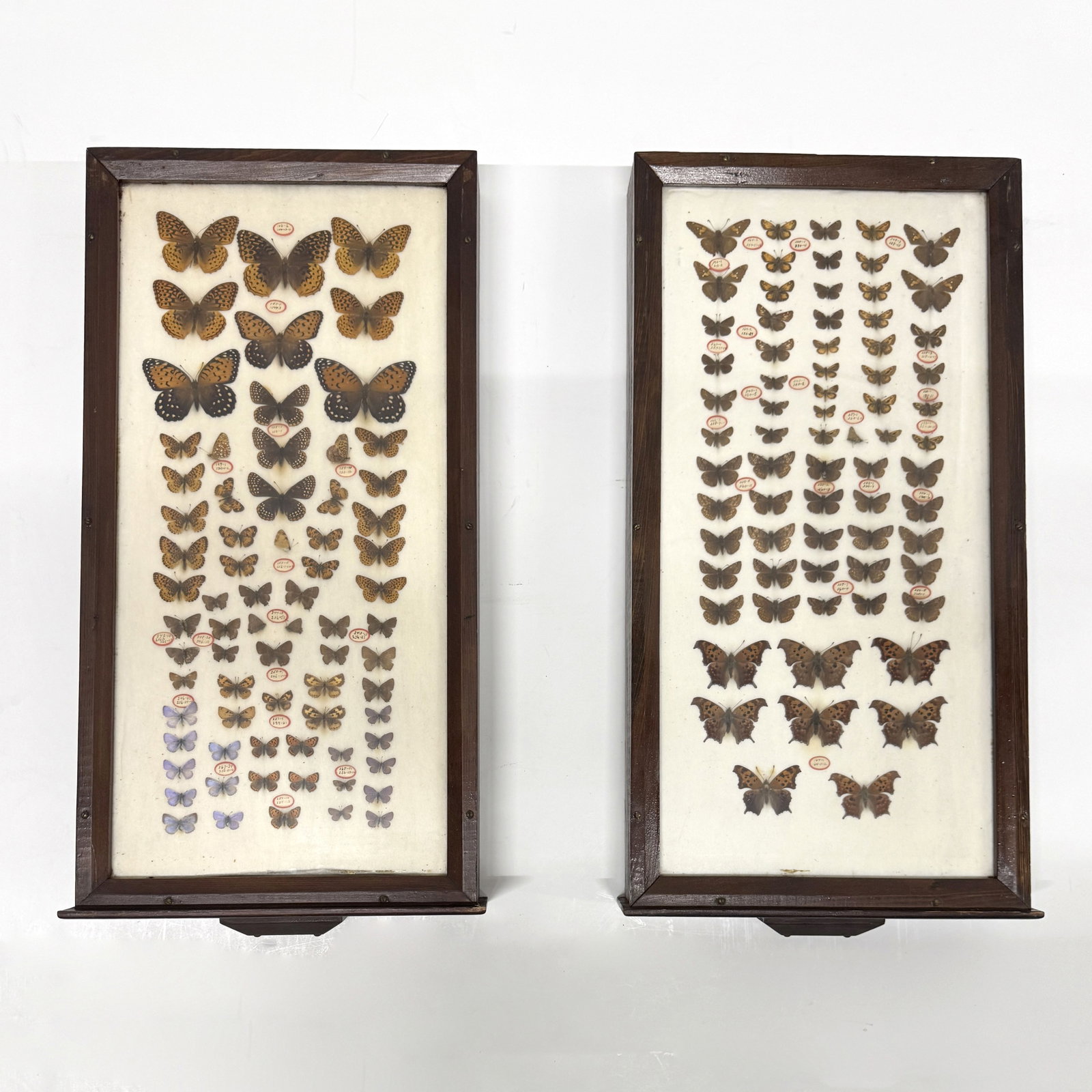 Two Display drawers of Mounted Butterflies: Two antique display drawers containing mounted butterflies. Each collection includes a variety of species, showcasing different colors and patterns. Each drawer measures 26.25'' x