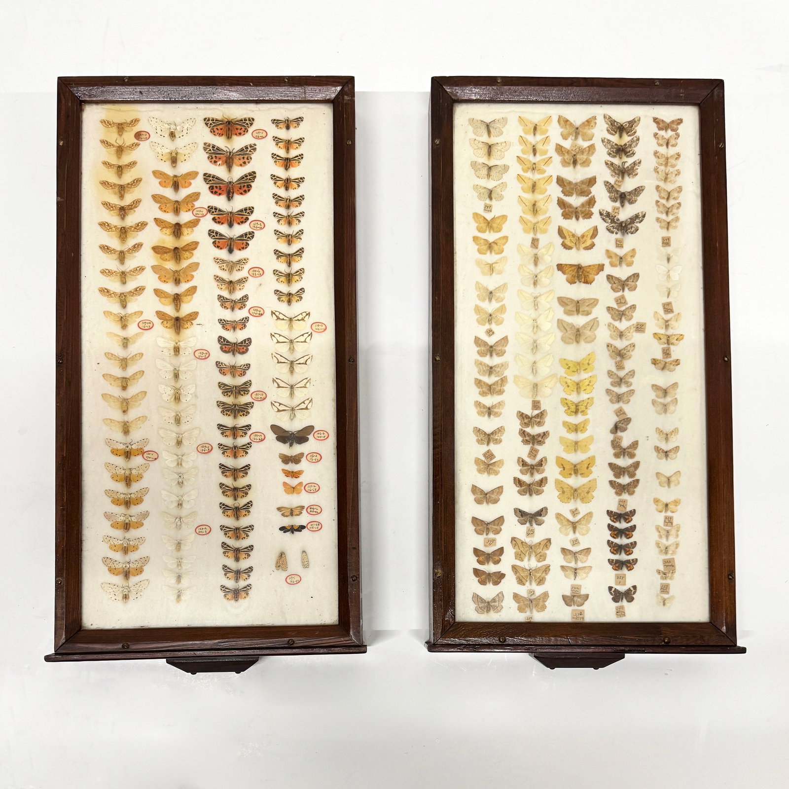 Two Display Drawers of Mounted Butterflies: Two antique display drawers containing mounted butterflies. Each drawer measures approximately 26.25 x 13.5 x 3.75 inches. Total Weight: 20 lbs
