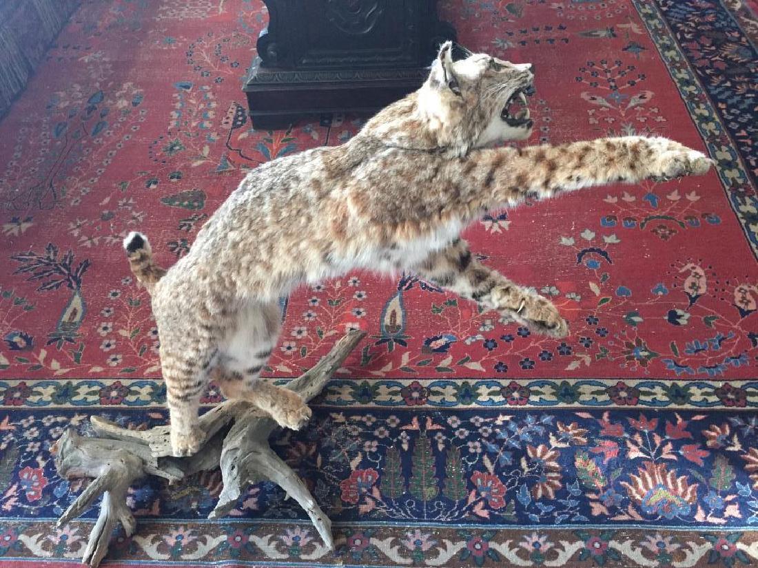Bobcat Wildcat Taxidermy Display: Gorgeous full body life-size bobcat, wild cat taxidermy mount, displayed leaping to catch prey. Mounted on a fantastic piece of driftwood tree branch. * this mount once had a pheasant bird attachment