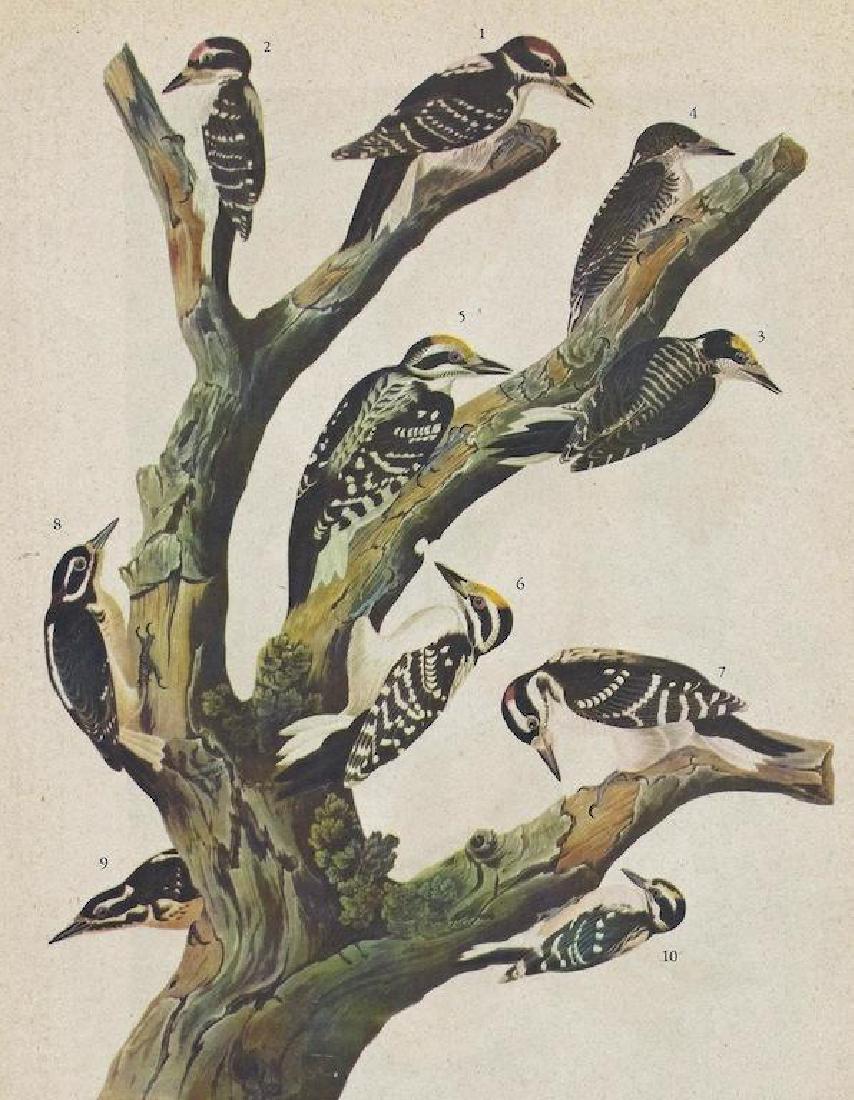 c1946 Audubon Print, Two Woodpeckers: John James Audubon, from The Birds of America. Published c.1946. # 417 Three-toed Woodpecker & Hairy Woodpecker with variety of races shown. 8 1/2" X 11" image size. Comes with 11" X 14" mat.