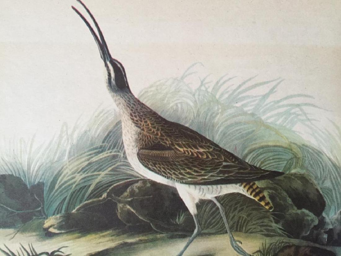 c1946 Audubon Print, #237 Hudsonian Curlew: John James Audubon, book plate print, # 237 Hudsonian Curlew, from a 1946 edition of "The Birds Of America". 8 1/2" X 11 1/2" print size. Comes with 11" X 14" mat.