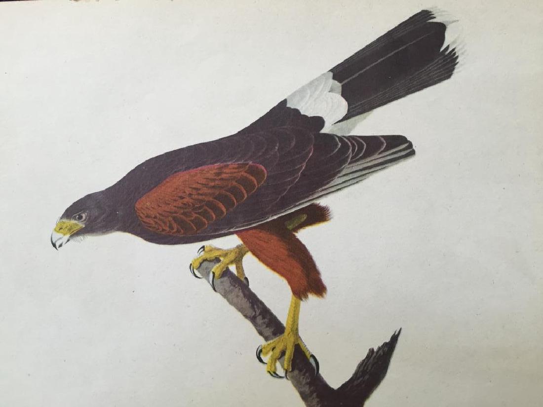 c1946 Audubon Print, # 392 Harris's Hawk: John James Audubon, book plate print, from a 1946 edition of "The Birds of America." # 392 Harris's Hawk. 8 1/2" X 11 1/2". Comes with 11" X 14" mat.