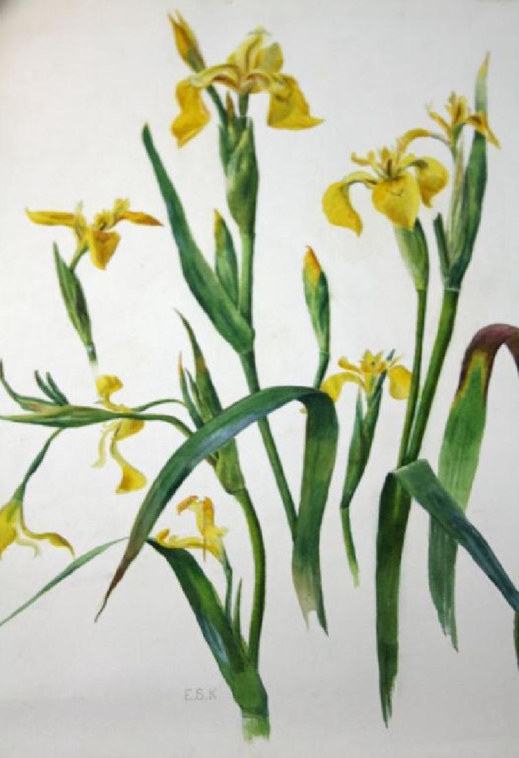 c1900 Original Signed Watercolor, Yellow Iris: Botanical watercolor painting on paper. English school. Class stamp with information on top right corner. Signed Gibson. Beautifully detailed yellow irises with paper white background. circa 1900. 15 