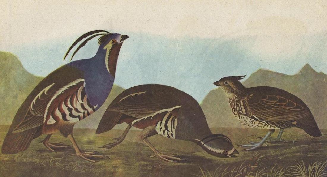 c1946 Audubon Print, #423 Mountain Quail: John James Audubon, circa 1946 print from The Birds of America. # 423. Two Mountain Quail. 8 1/2" X 11" image size. Comes with 11" X 14" mat.
