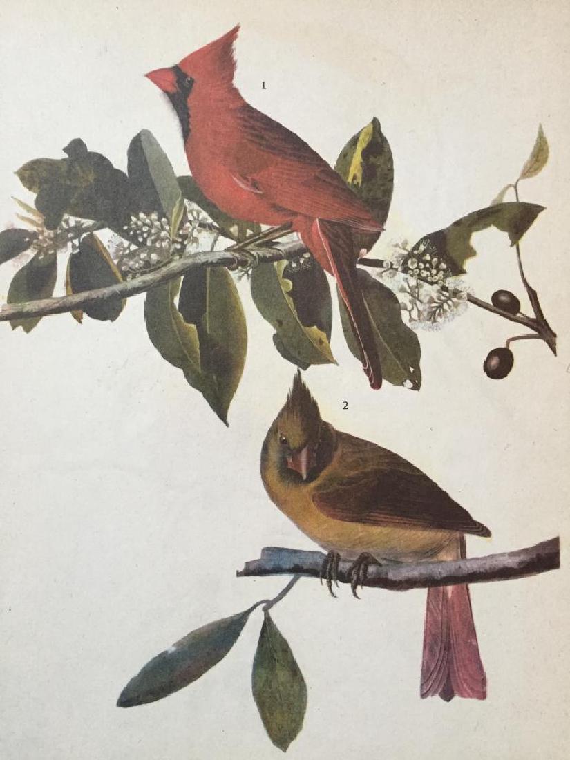 c1946 Audubon Print, #159 Cardinal: John James Audubon, book plate print, # 159 Cardinal, take from a 1946 edition of "The Birds Of America". 8 1/2" X 11" print size. Comes with 11" X 14" mat.
