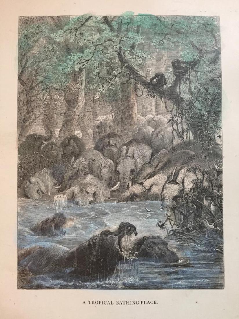 19thc Engraving, Jungle Animal Watering Hole: Original 1874 hand-colored engraving entitled, "A Tropical Bathing Place". From "The Life & Habits of Wild Animals" book, illustrated by German-British artist Joseph Wold ( 1820 - 1899 ). Wolf worked 
