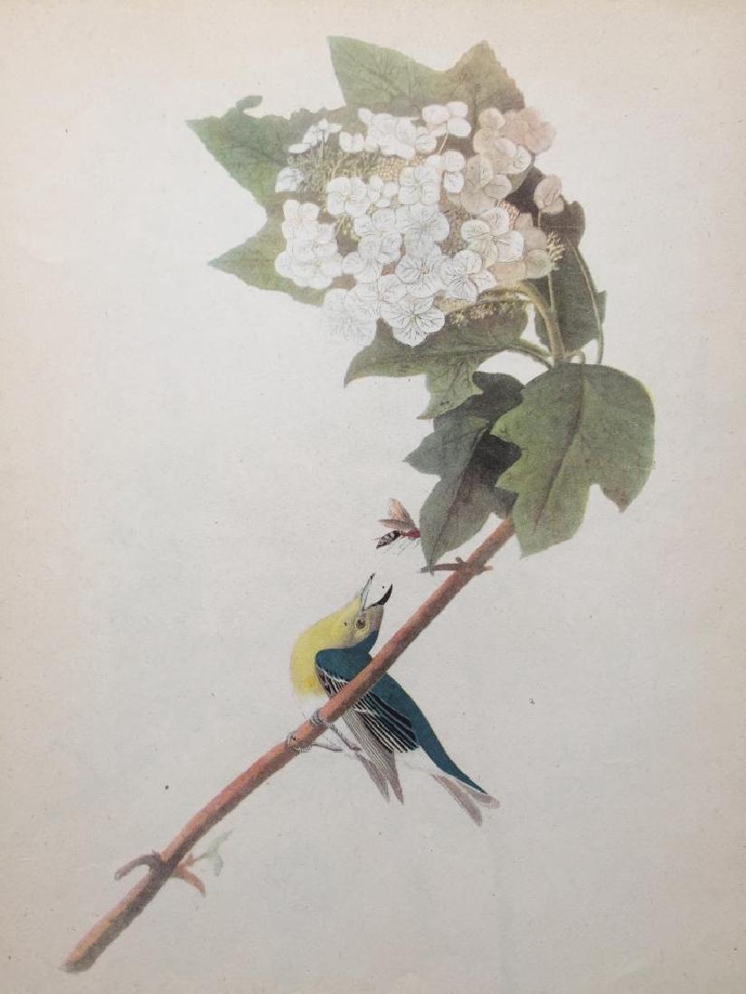 c1946 Audubon Print, #119 Yellow-Throated Vireo: John James Audubon book plate print, from a 1946 edition of "The Birds of America." # 119 Yellow-Throated Vireo. 8 1/2" X 11 1/2". Comes with mat.