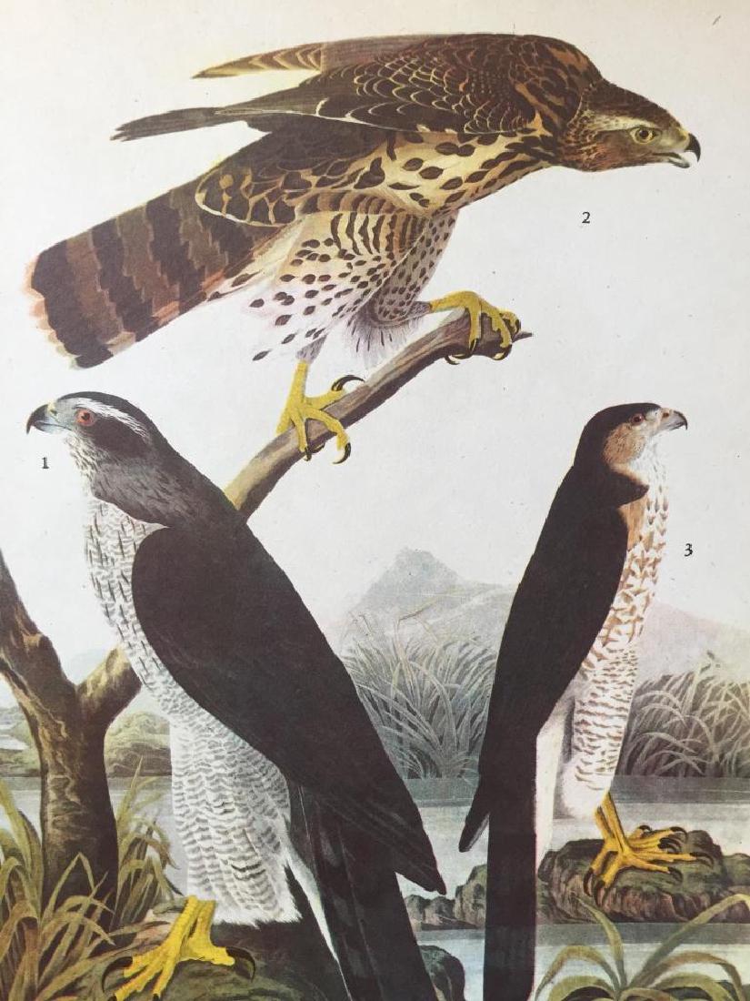 c1946 Audubon Print, #141 Goshawk: John James Audubon, book plate print, from a 1946 edition of The Birds of America." # 141 Goshawk. 8 1/2" X 11 1/2". Comes with 11" X 14" mat.