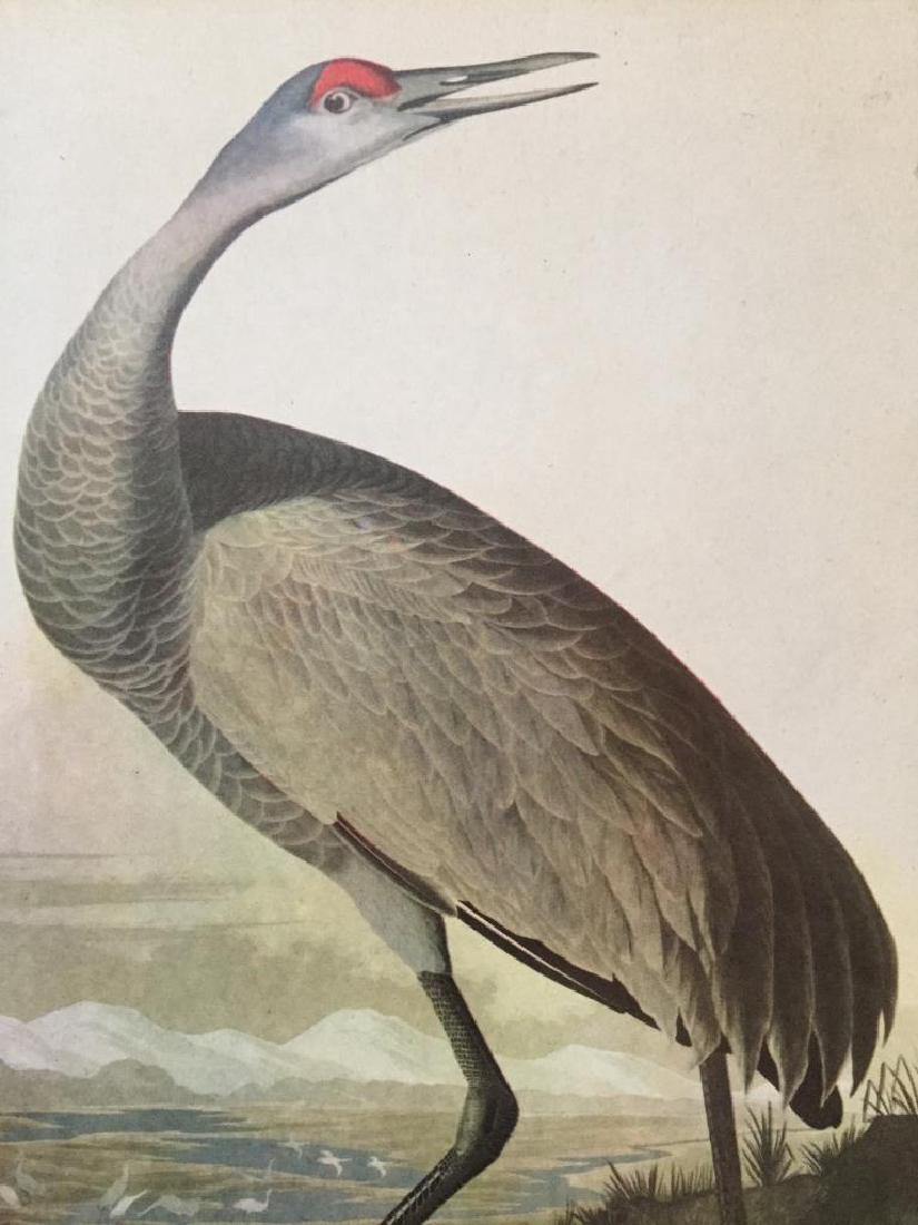 c1946 Audubon Print, #261 Sandhill Crane: John James Audubon, book plate print, # 261 Sandhill Crane, taken from a 1946 edition of "The Birds Of America." 8 1/2" X 11 1/2". Comes with 11" X 14" mat.