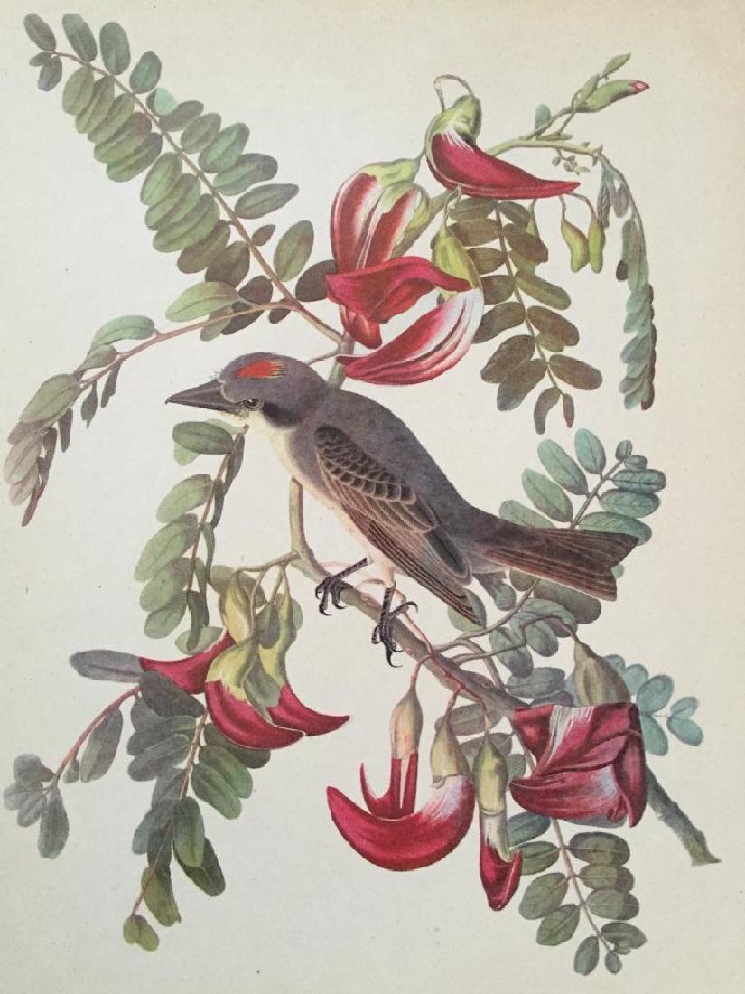 c1946 Audubon Print, #170 Gray Kingbird: John James Audubon, book plate print, # 170 Gray Kingbird, taken from a 1946 edition of "The Birds Of America." 8 1/2" X 11". Comes with 11" X 14" mat.